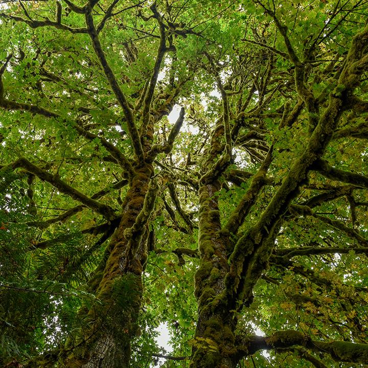 Dichte Moosmatten bedecken Jahrhundert alten Ahornbaum im von CSMM über Wilderness geschützten kanadischen Regenwald