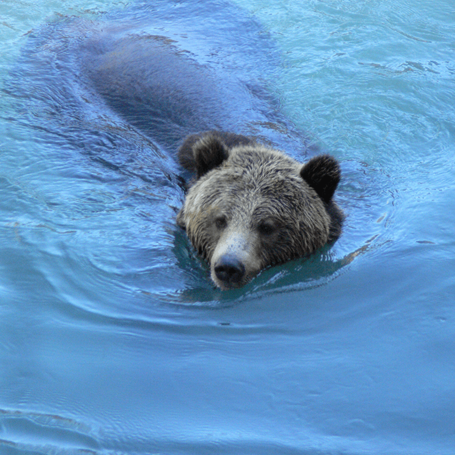 Bär schwimmt im von CSMM über Wilderness International geschützten Toba Tal